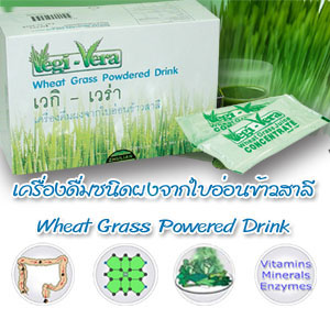 เครื่องดื่มผงจากใบอ่อนข้าวสาลี หรือเวกิ-เวร่า (Vegi-Vera)