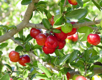 Acerola Cherry